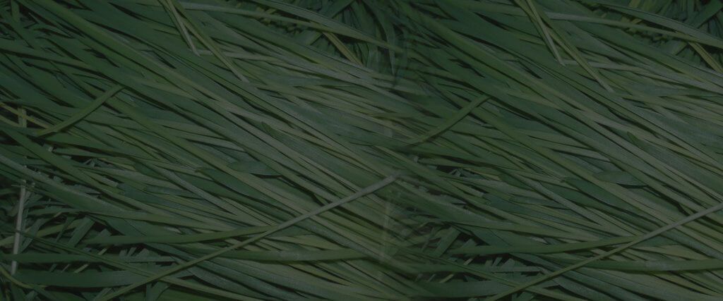 Immune Health- Ginger Root Powder