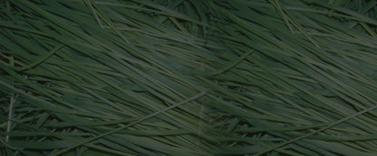 Immune Health- Ginger Root Powder