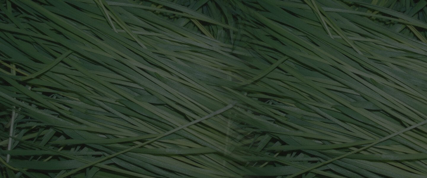 Multi Vitamin- Wheatgrass Juice Powder